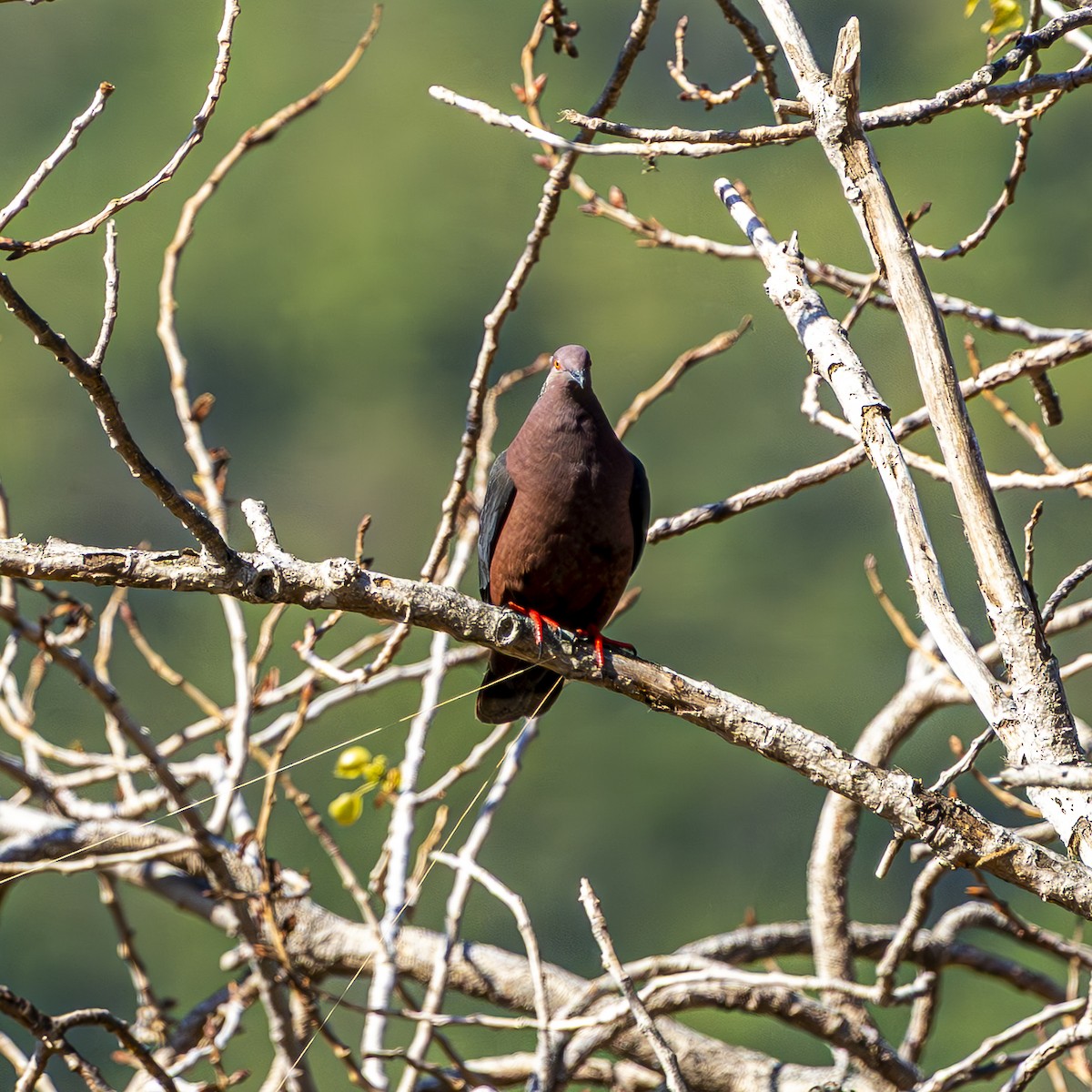 Chilean Pigeon - ML644611042
