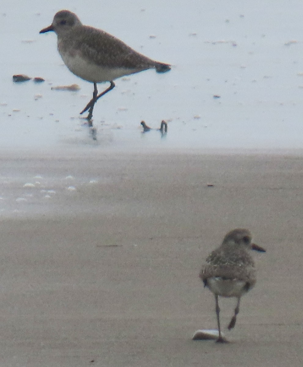Black-bellied Plover - ML644611043