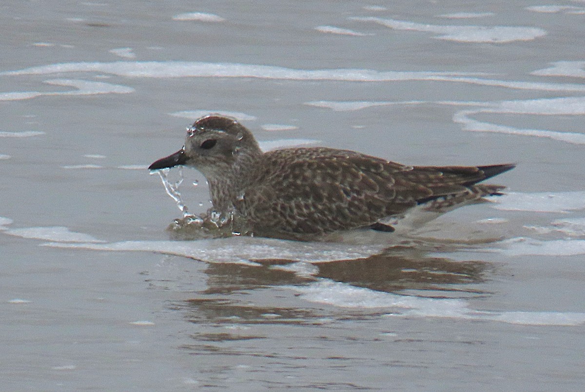 Black-bellied Plover - ML644611046