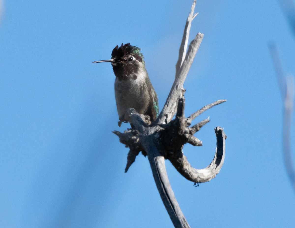 Anna's Hummingbird - ML644611047