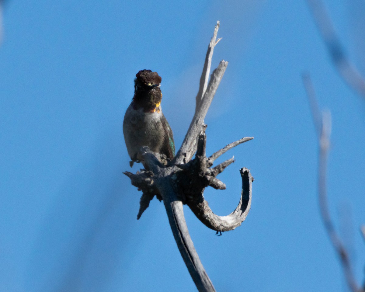 Anna's Hummingbird - ML644611048