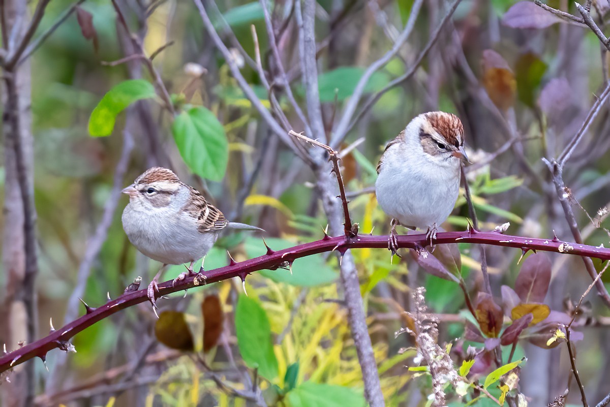 Chipping Sparrow - ML644611049