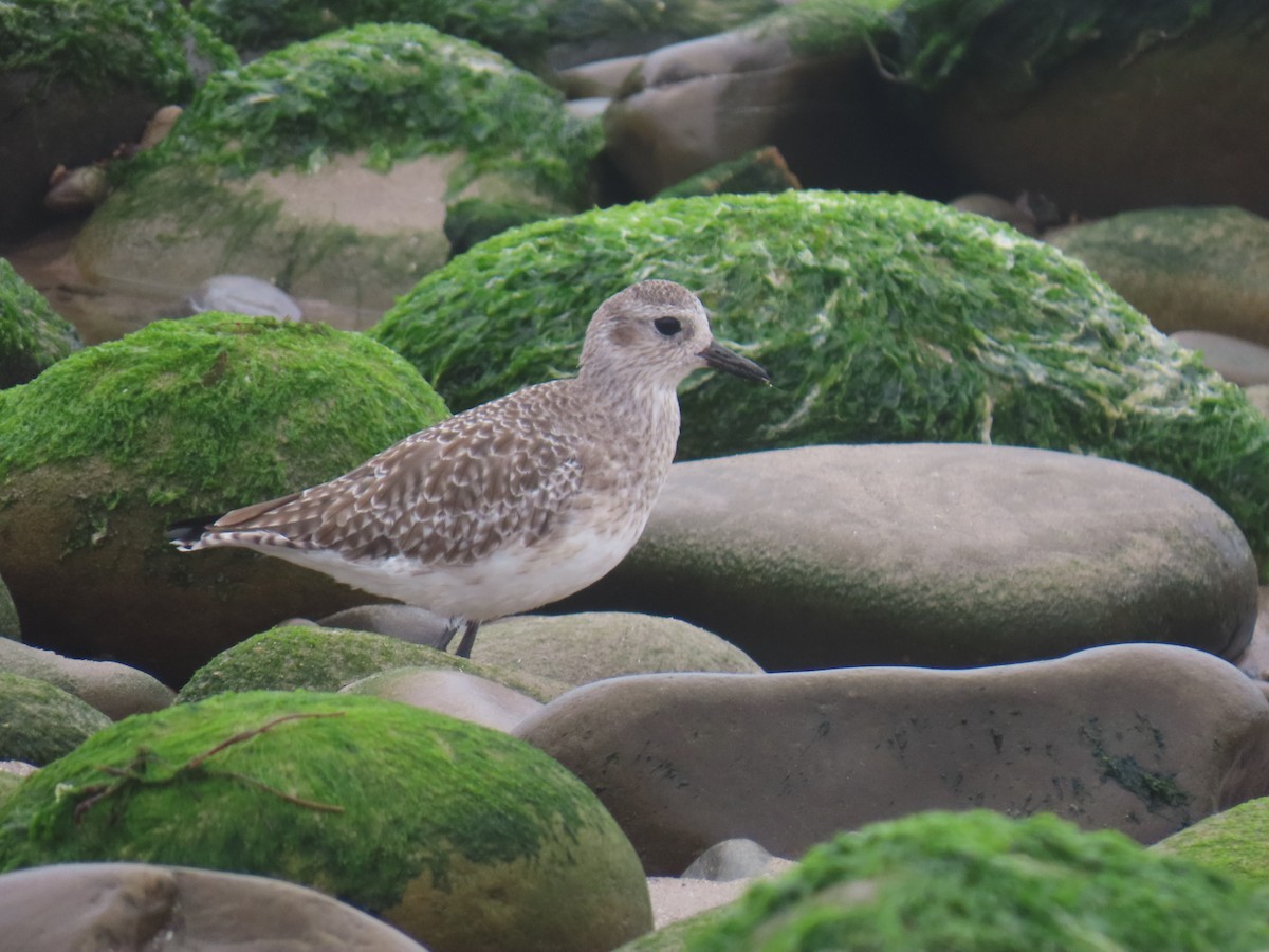 Black-bellied Plover - ML644611052