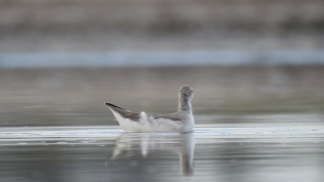 Wilson's Phalarope - ML644611054