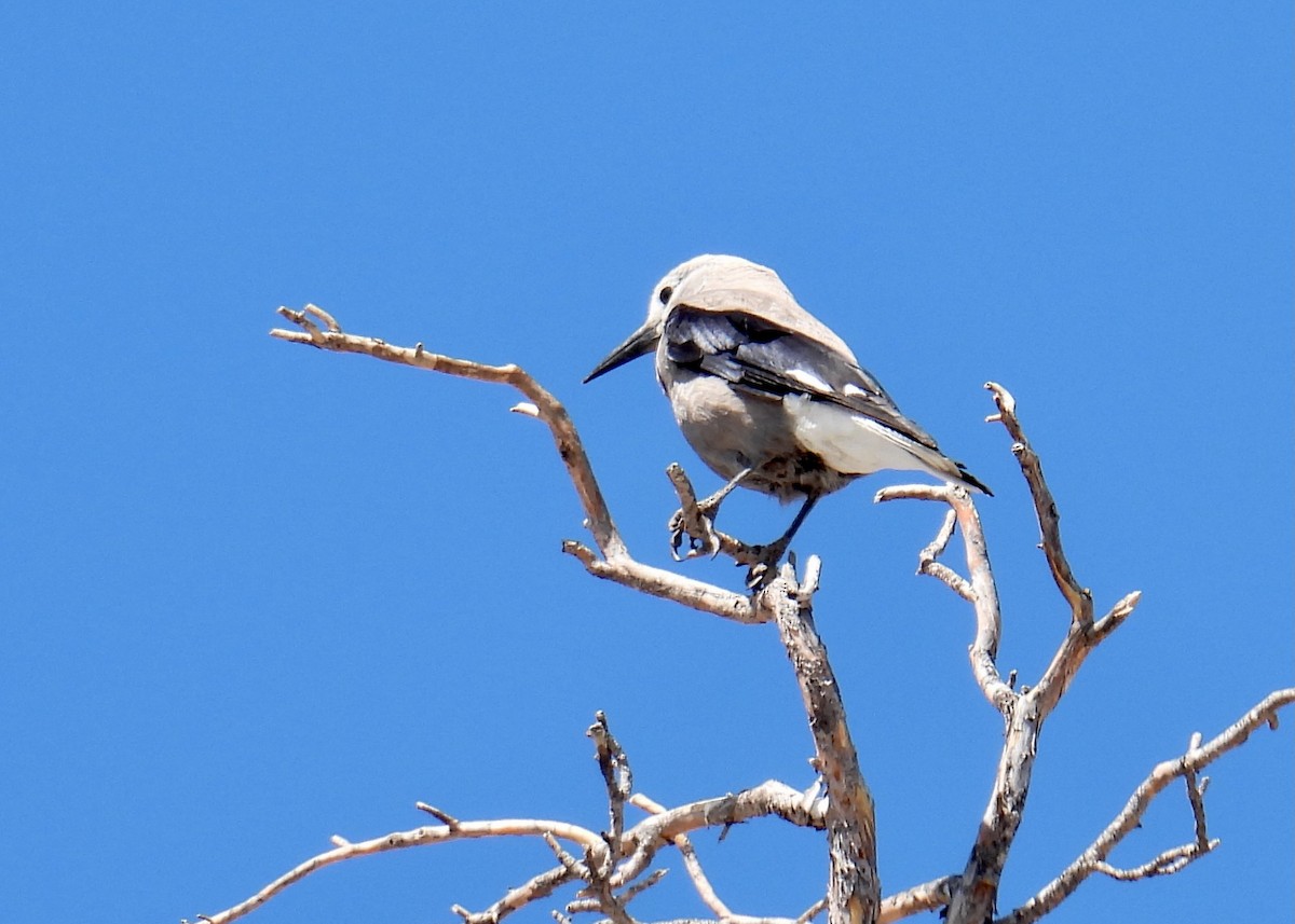 Clark's Nutcracker - ML644611056