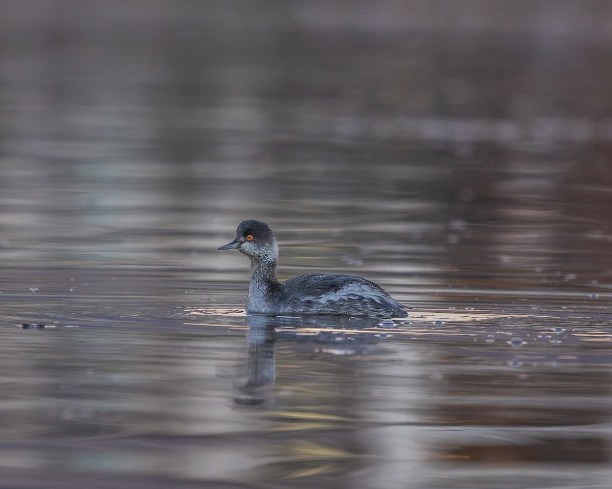 Eared Grebe - ML644611057