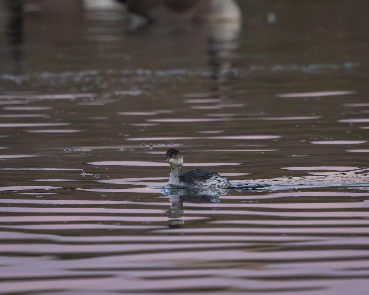 Eared Grebe - ML644611058
