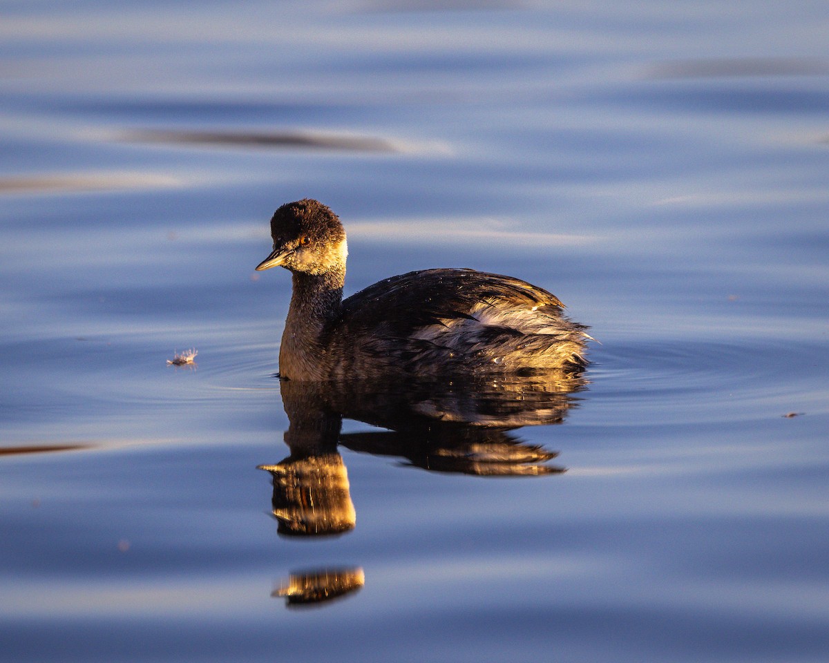 Eared Grebe - ML644611059