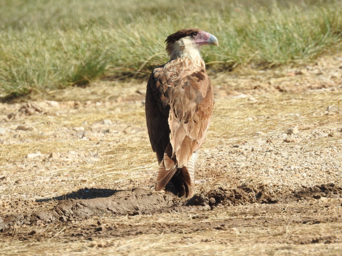 Crested Caracara - ML644611060