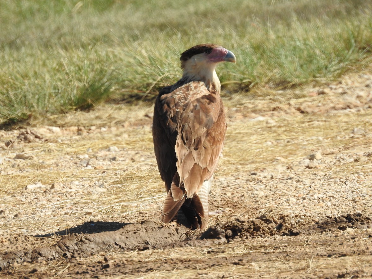 Crested Caracara - ML644611061