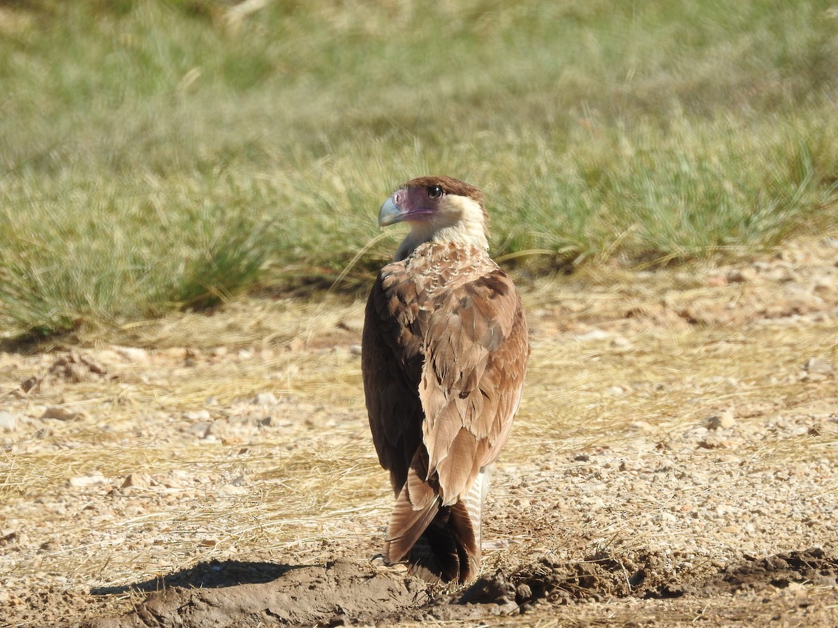 Crested Caracara - ML644611062