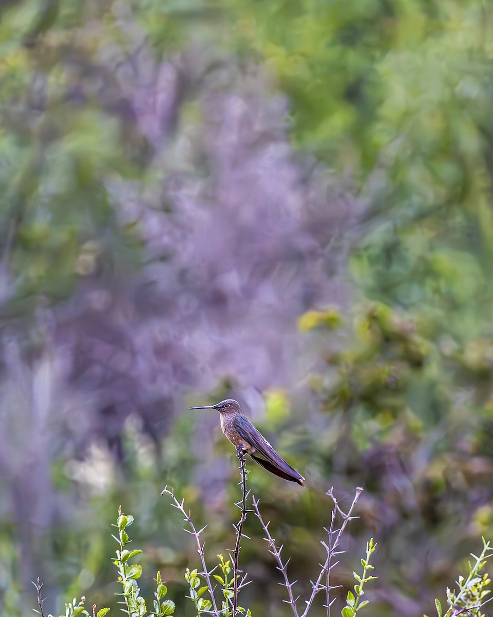 Giant Hummingbird - ML644611063