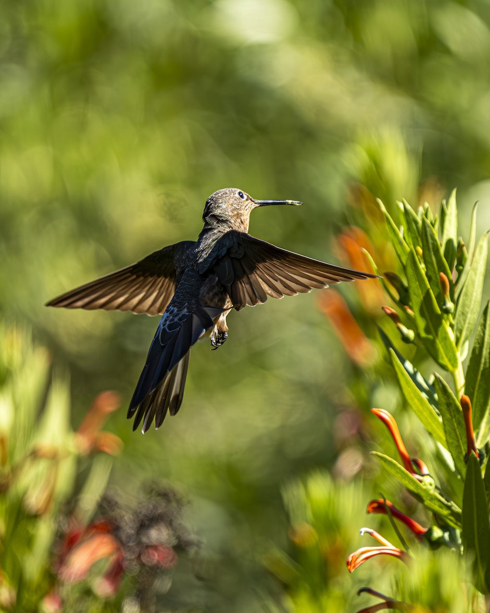 Giant Hummingbird - ML644611064