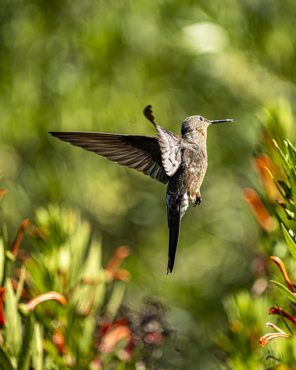 Giant Hummingbird - ML644611065