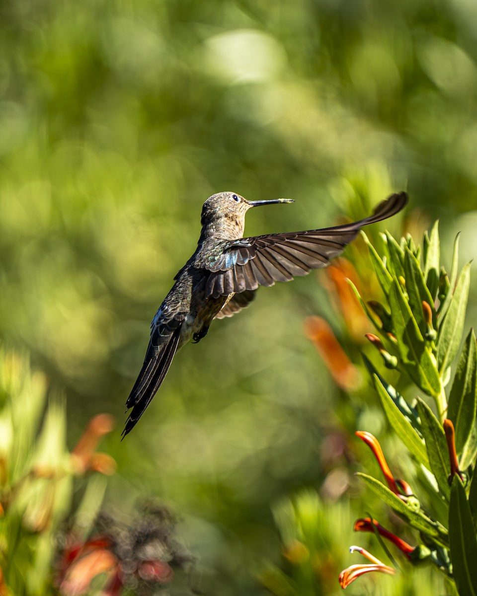 Giant Hummingbird - ML644611066