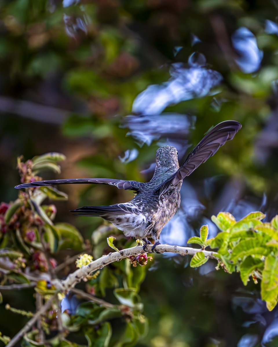 Giant Hummingbird - ML644611067