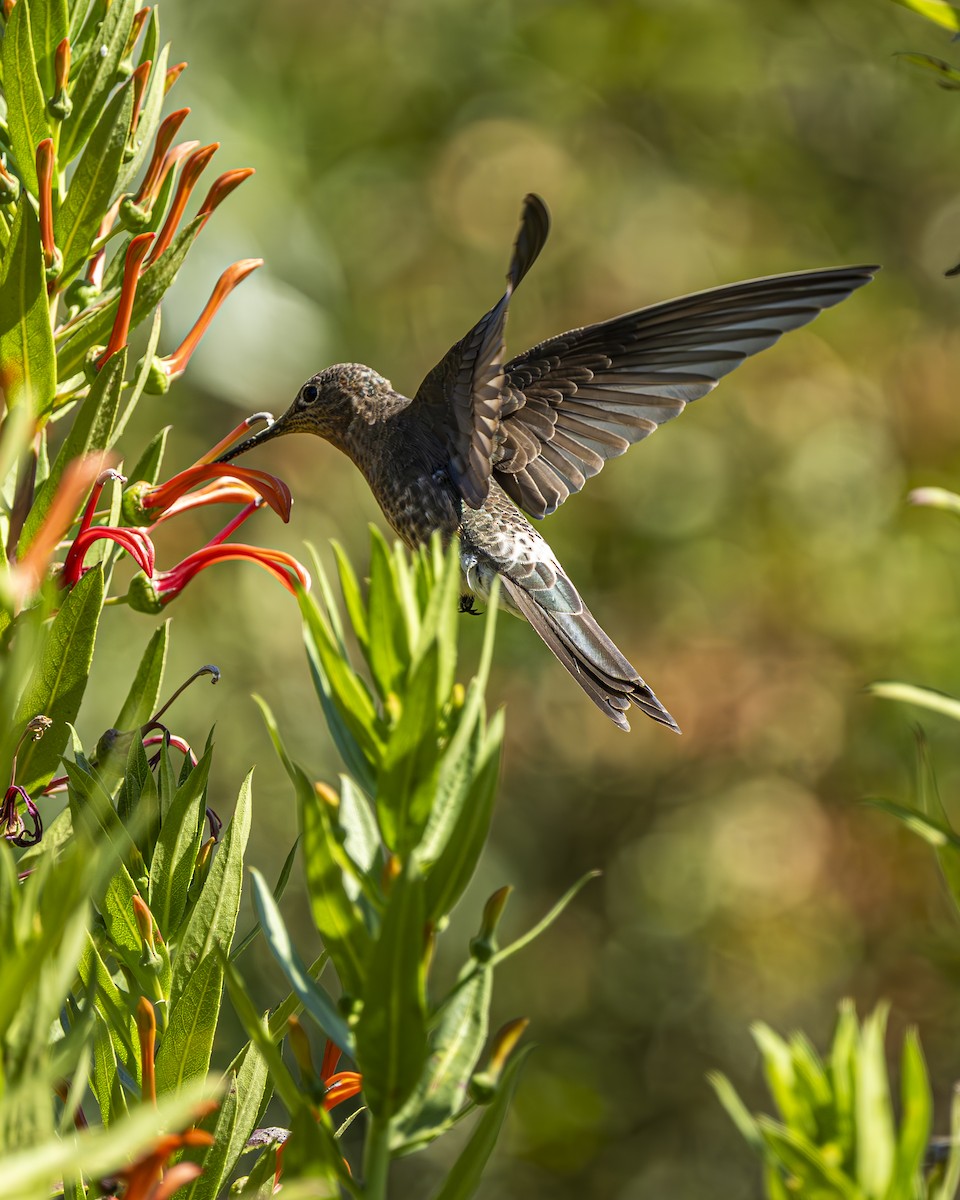 Giant Hummingbird - ML644611068
