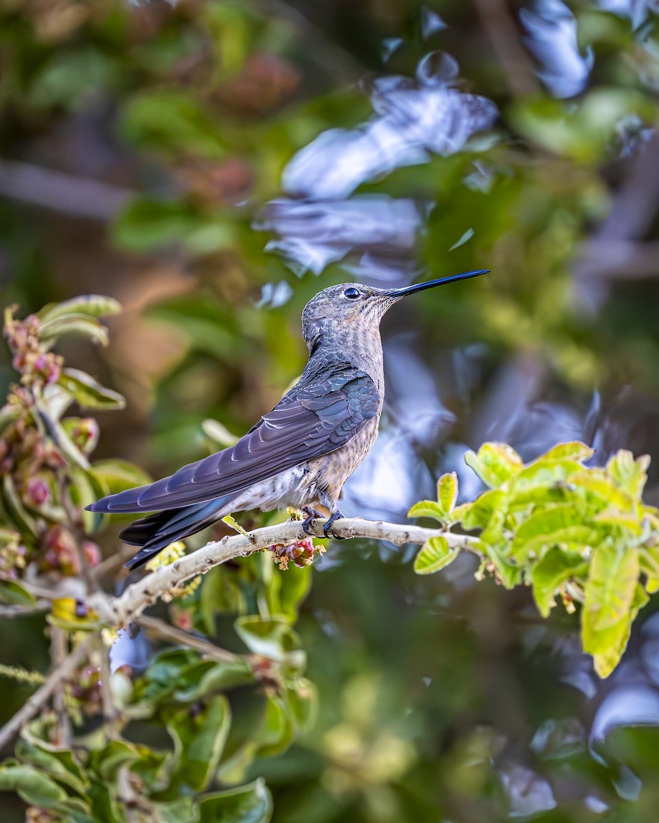 Giant Hummingbird - ML644611069