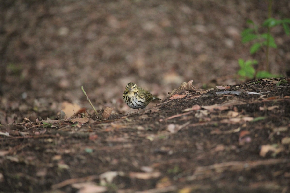 Prispolone indiano - ML644611074