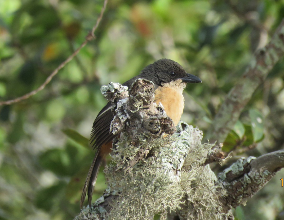 Southern Boubou - ML644611089