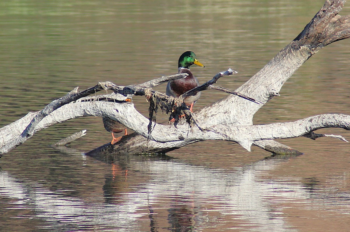 Mallard - ML644611092