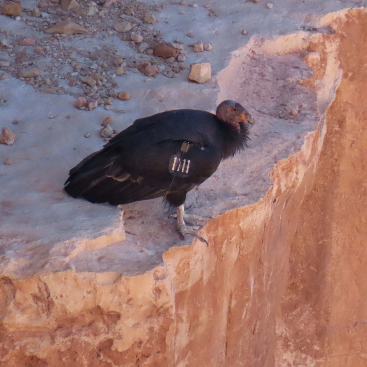 California Condor - ML644611105