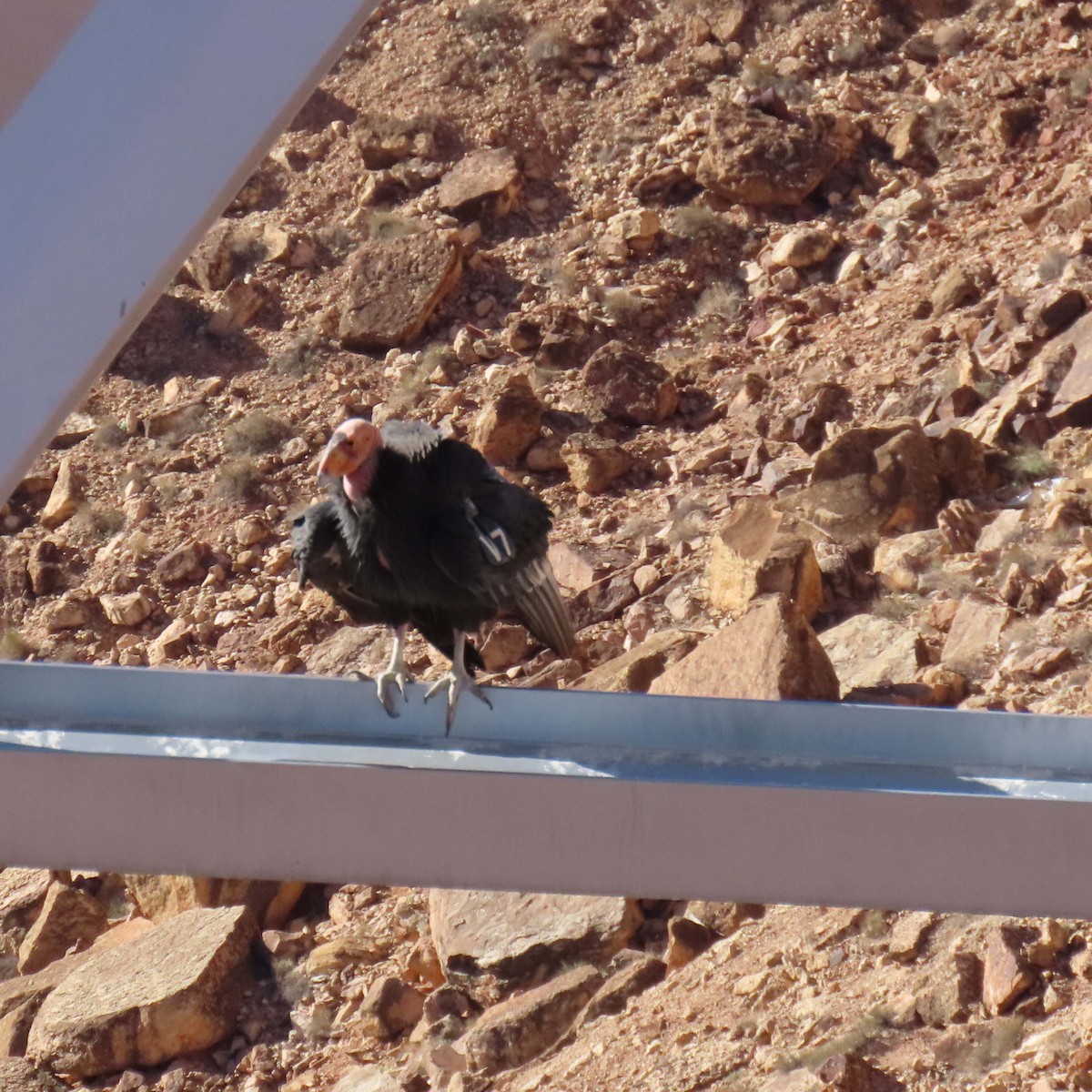 California Condor - ML644611106