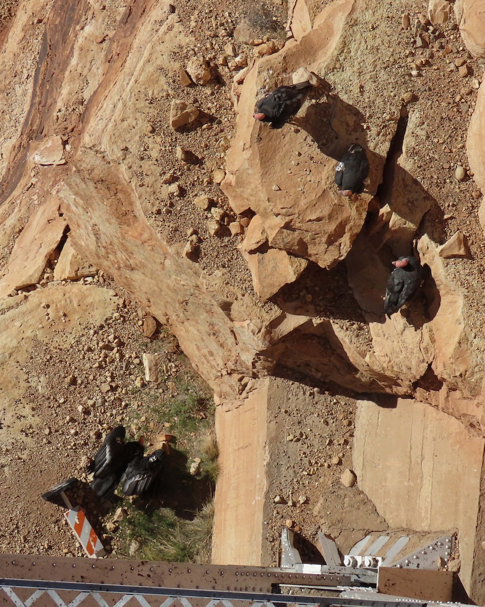 California Condor - ML644611107