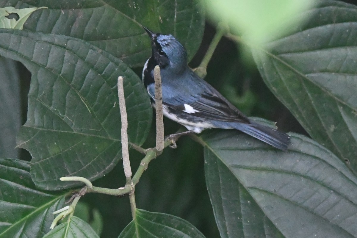 Black-throated Blue Warbler - ML644611108