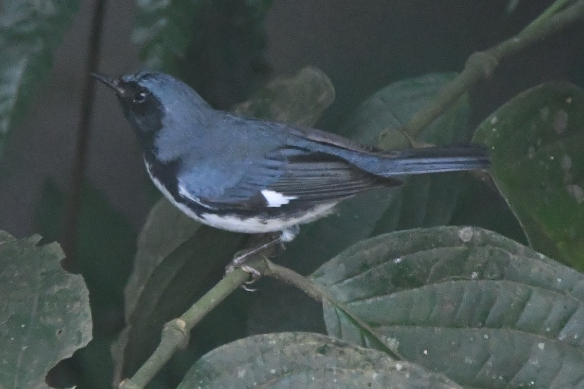 Black-throated Blue Warbler - ML644611109
