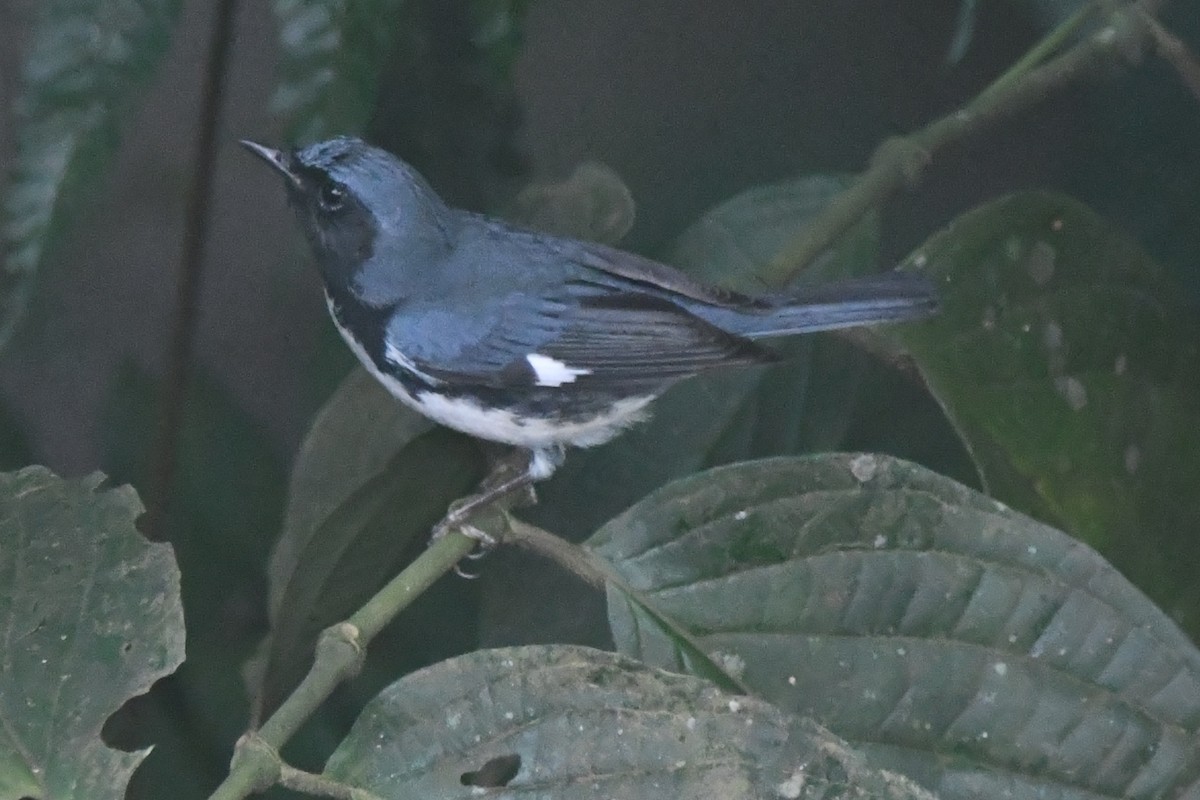 Black-throated Blue Warbler - ML644611110
