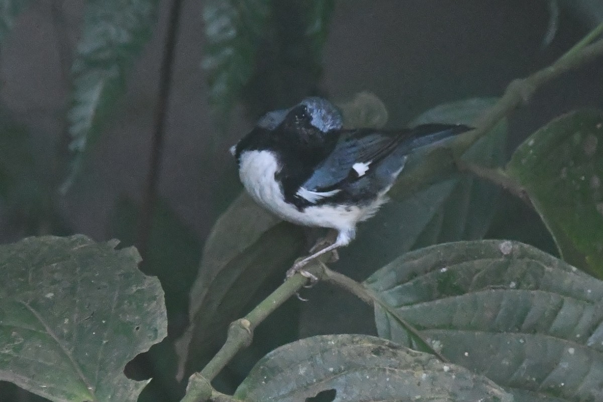 Black-throated Blue Warbler - ML644611111