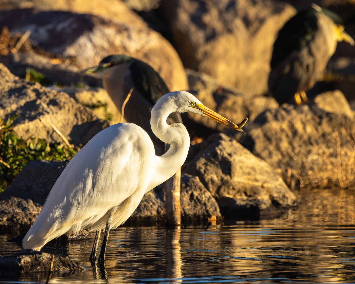 Great Egret - ML644611120