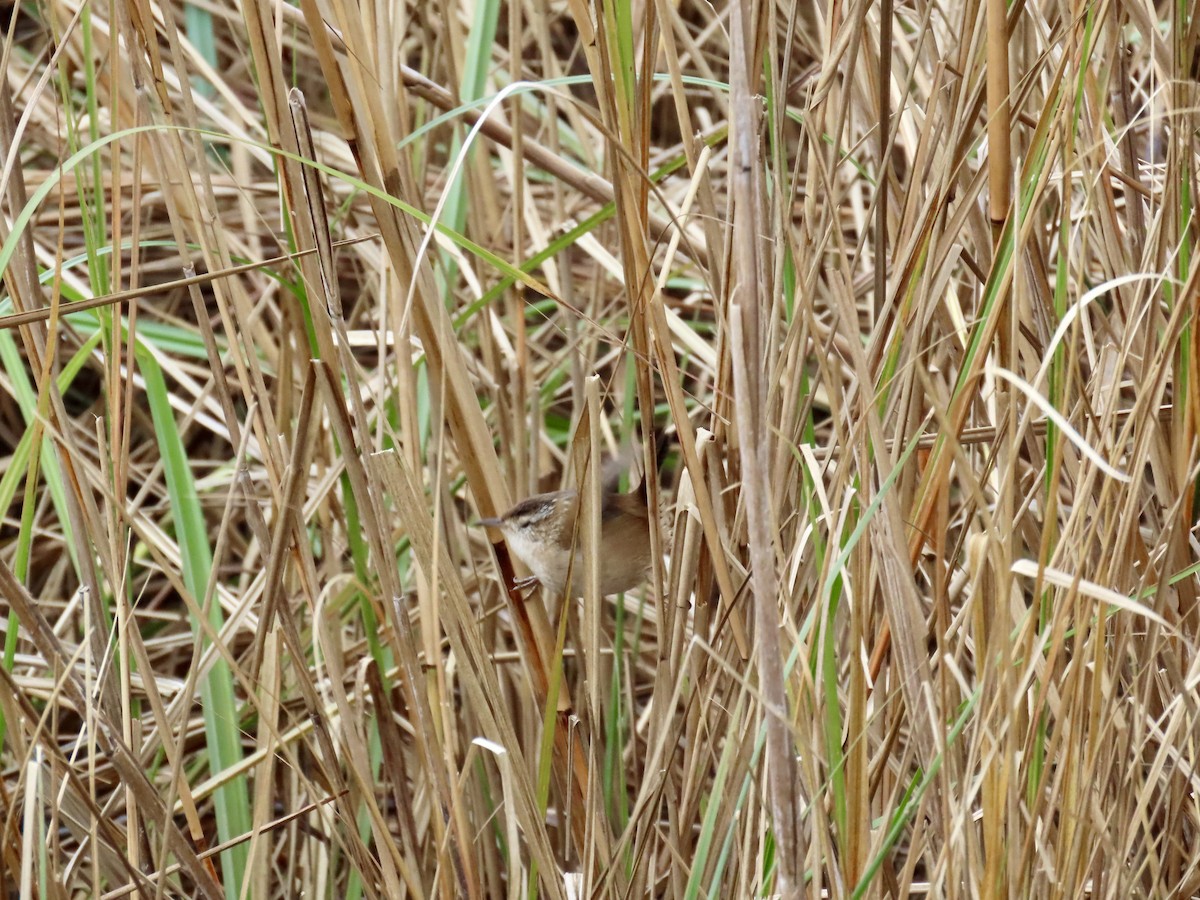 Marsh Wren - ML644611124