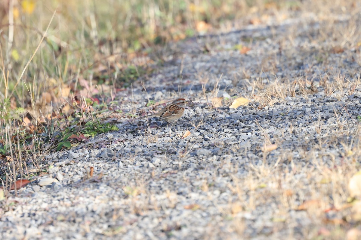 ムナフヒメドリ - ML644611136