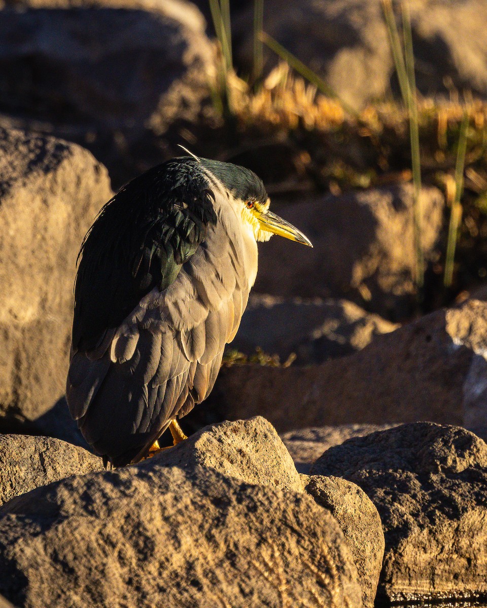 Black-crowned Night Heron - ML644611138
