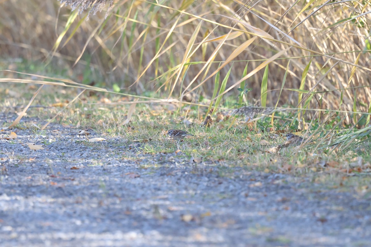 ムナフヒメドリ - ML644611144