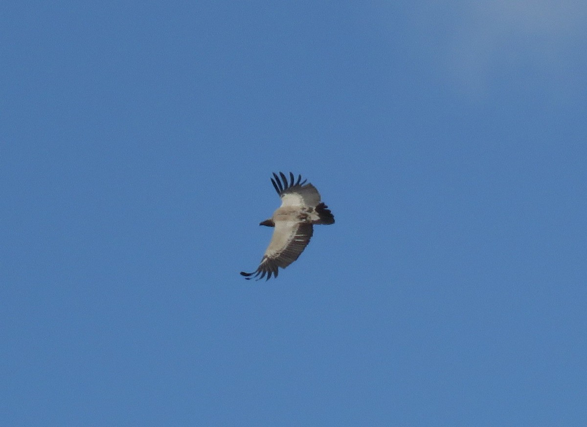 Cape Griffon - ML644611158