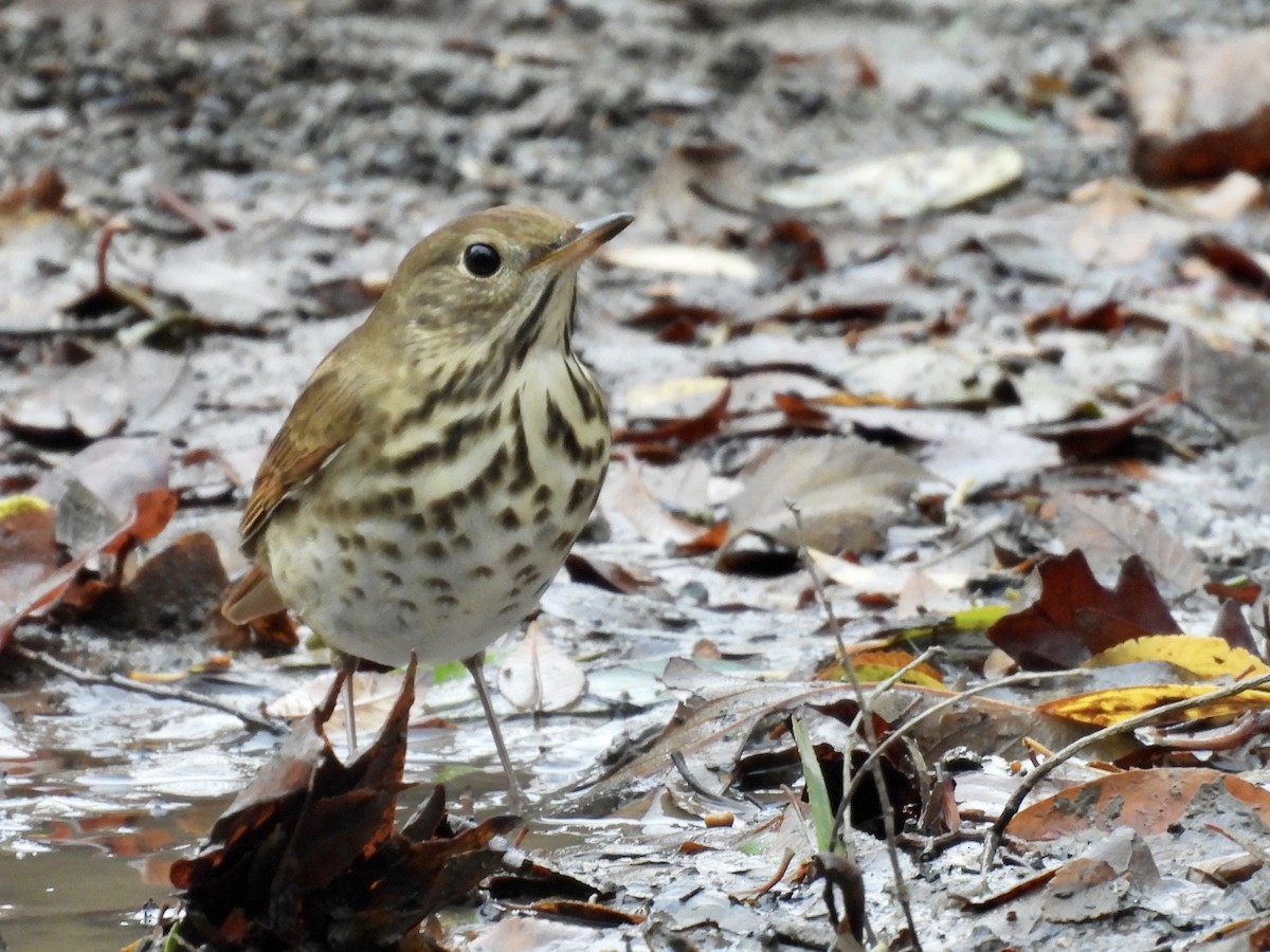 Hermit Thrush - ML644611159