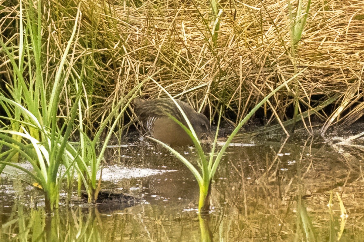 Virginia Rail - ML644611160