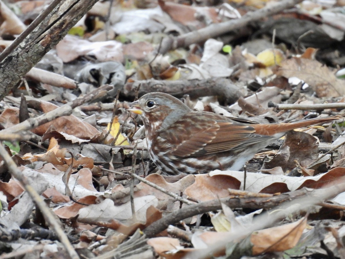 Fox Sparrow (Red) - ML644611163