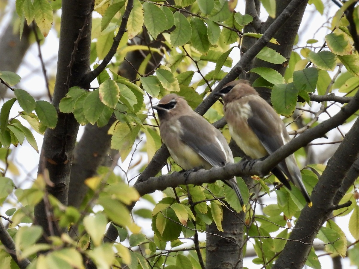 Cedar Waxwing - ML644611173