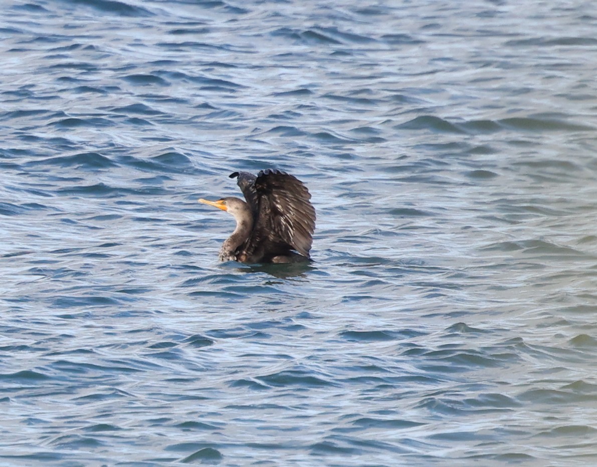 Баклан вухатий - ML644611183