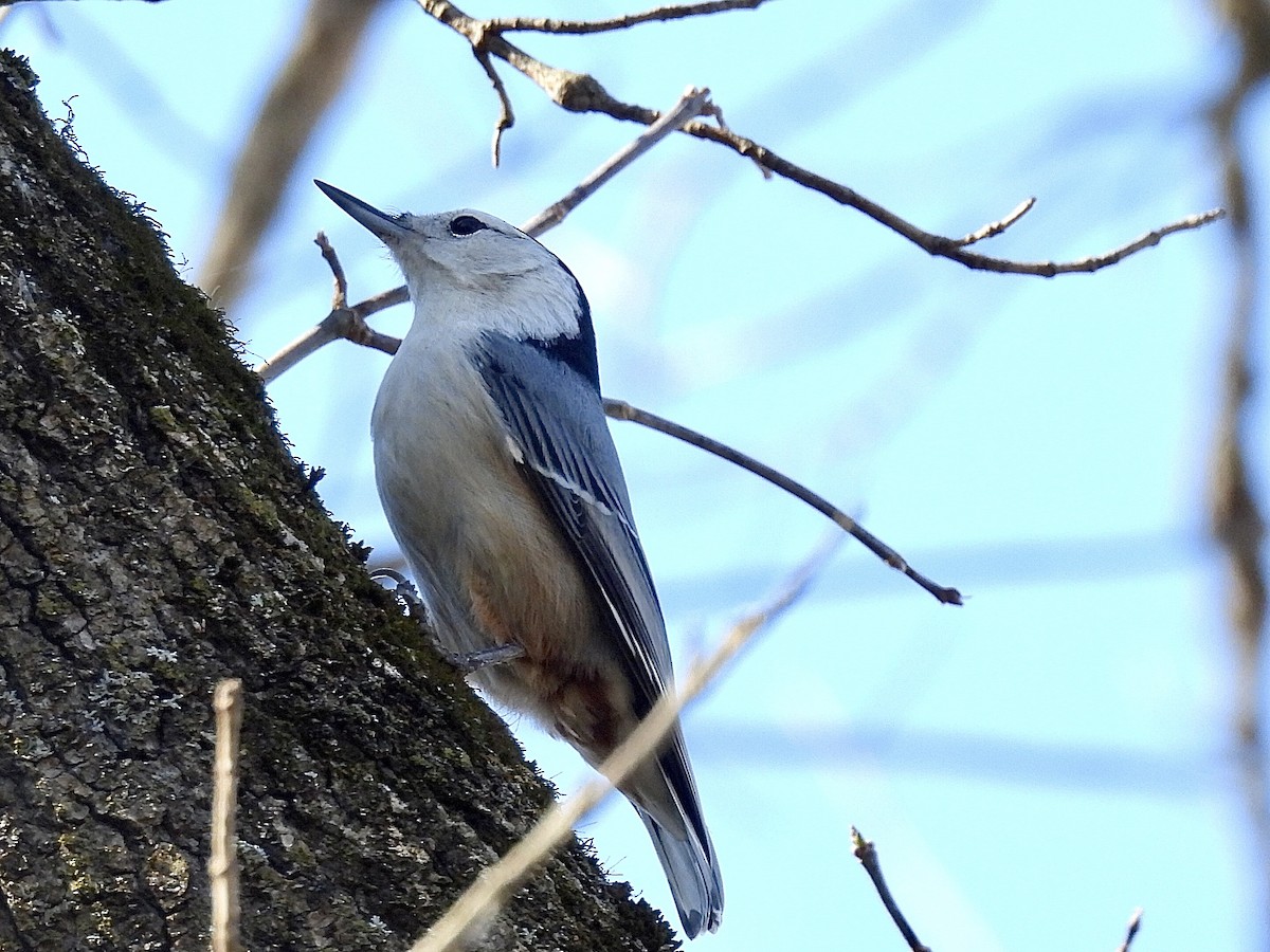Sittelle à poitrine blanche - ML644611191