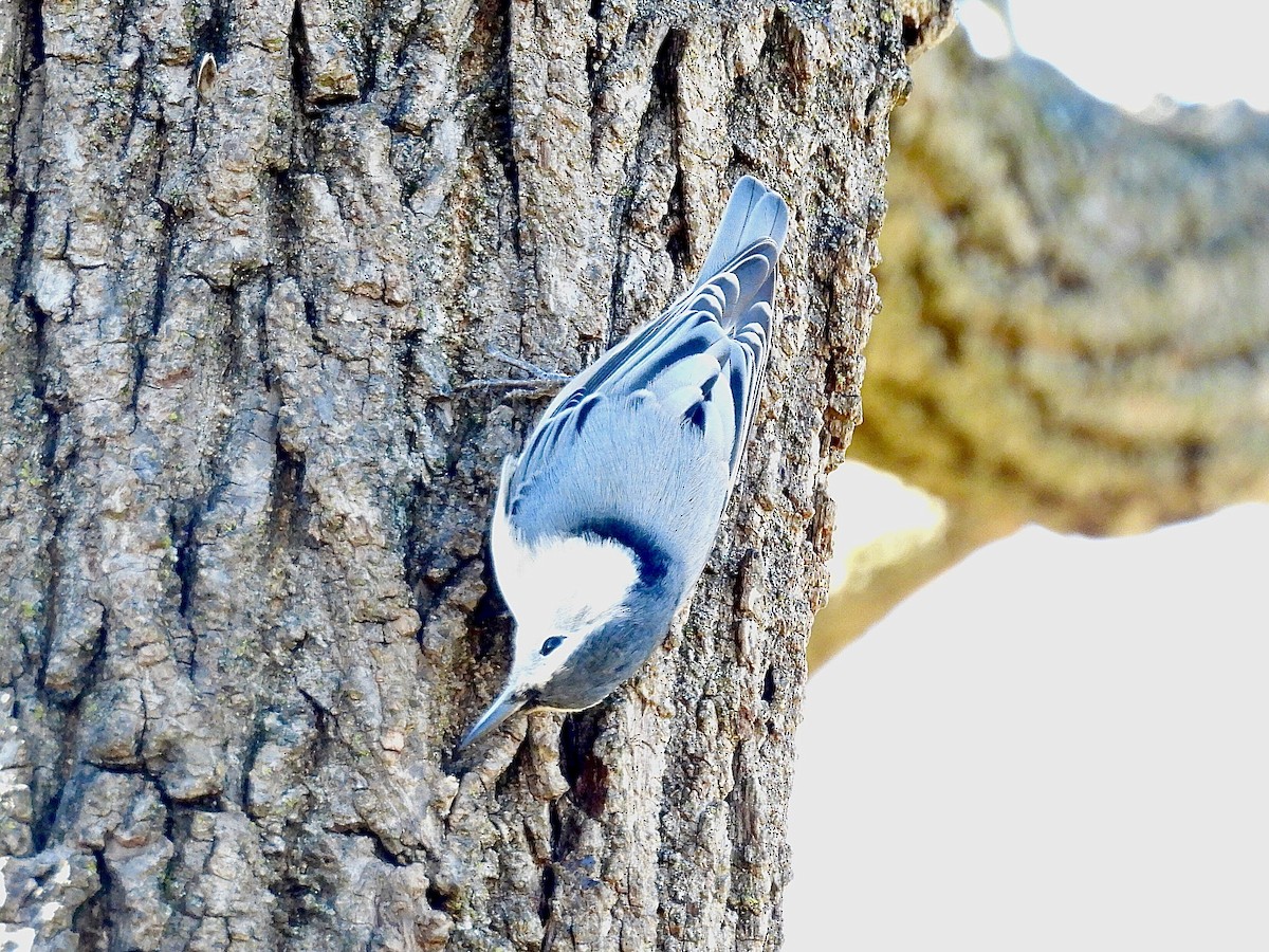Sittelle à poitrine blanche - ML644611193