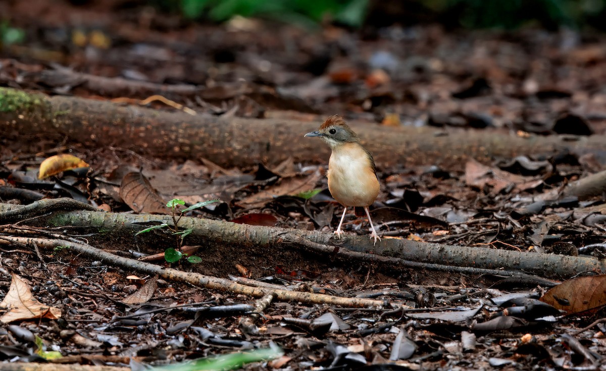 Short-tailed Babbler (Leaflitter) - ML644611200