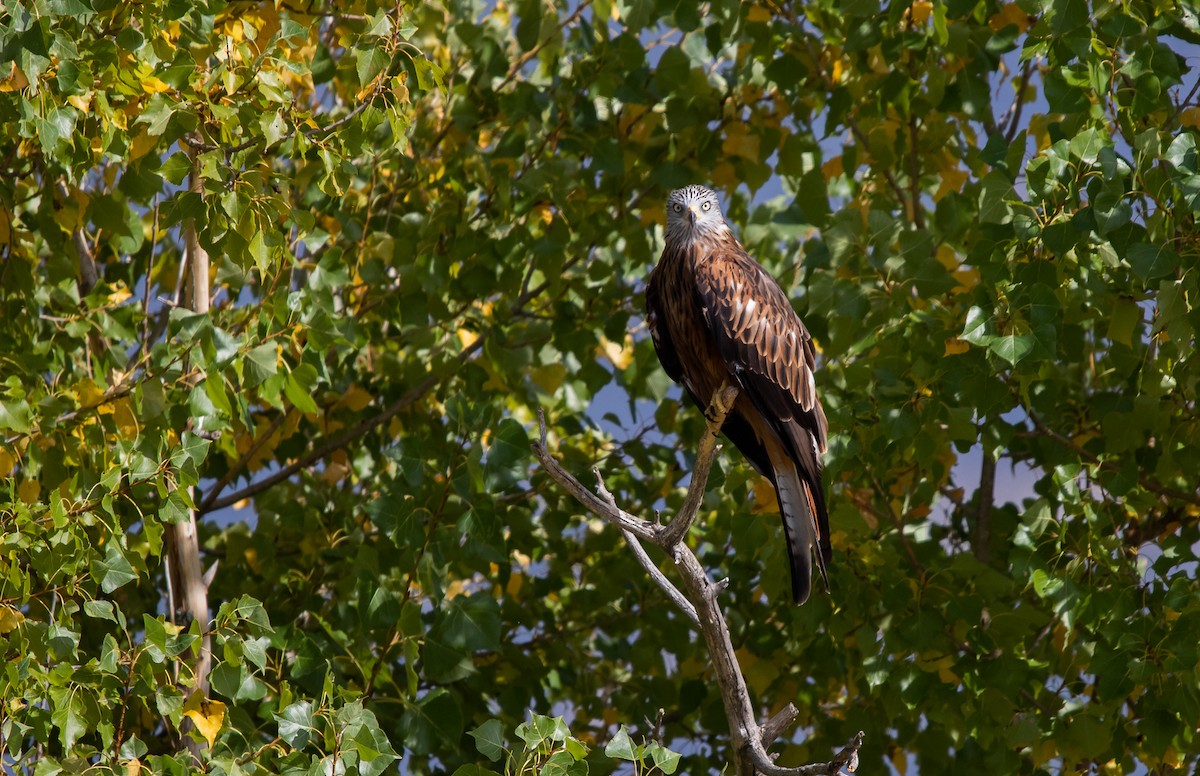 Red Kite - ML644611212