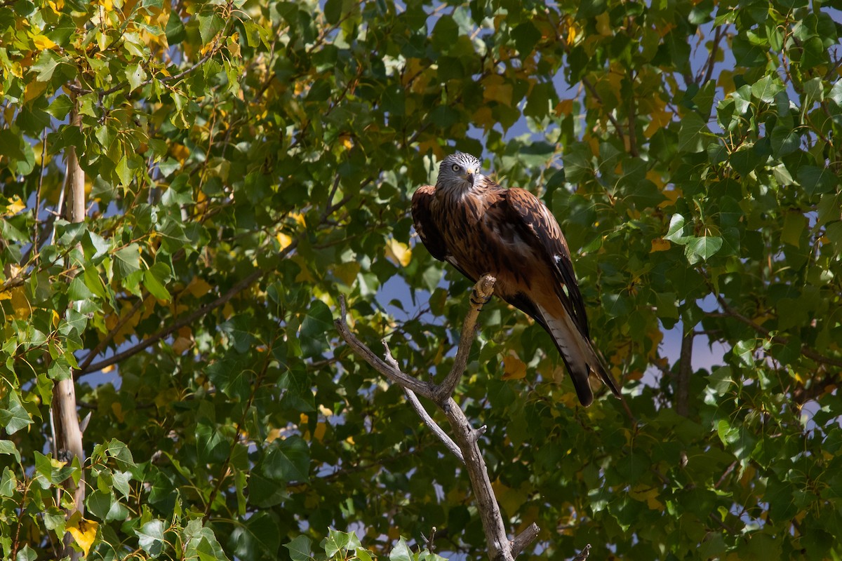 Red Kite - ML644611213
