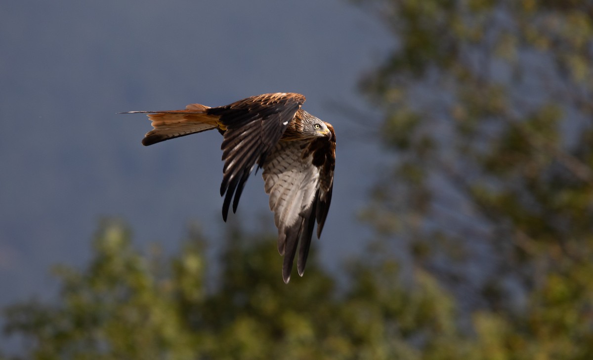 Red Kite - ML644611214