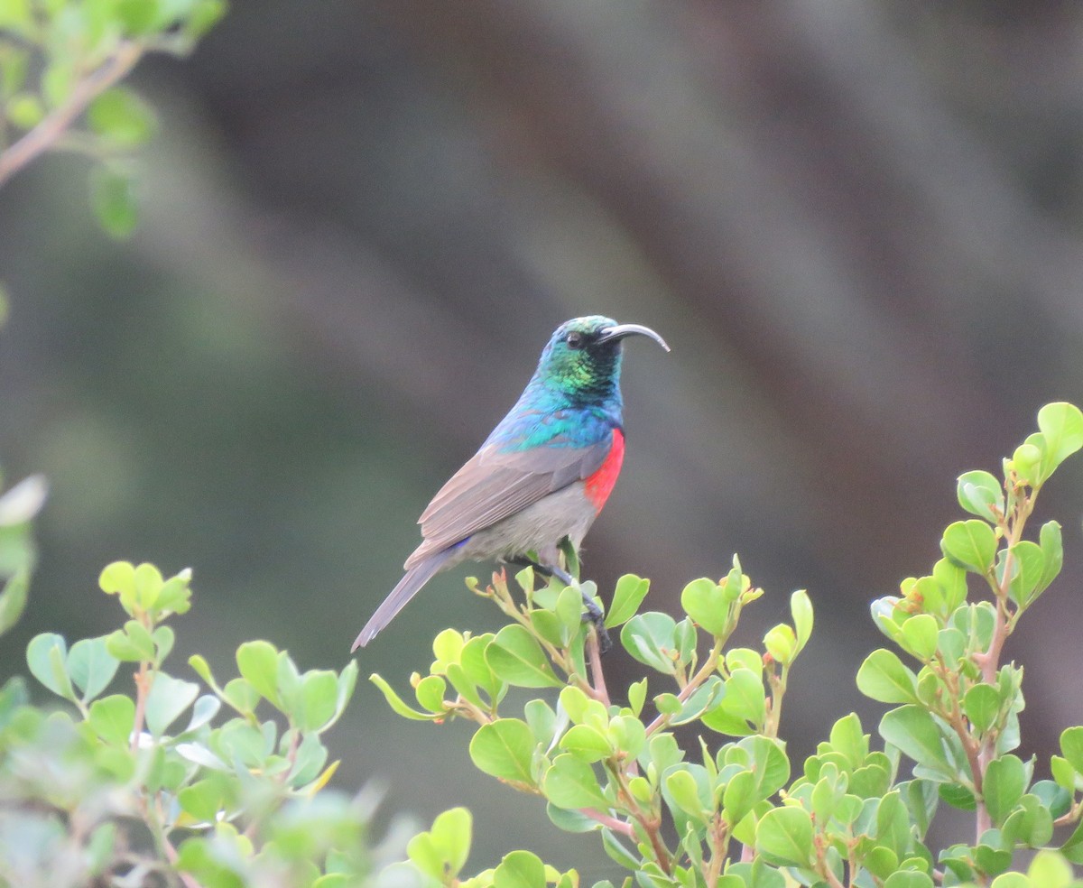 bredbeltesolfugl - ML644611219